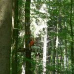 activité acrobranche