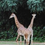 photo bioparc zoo de doué-la-fontaine
